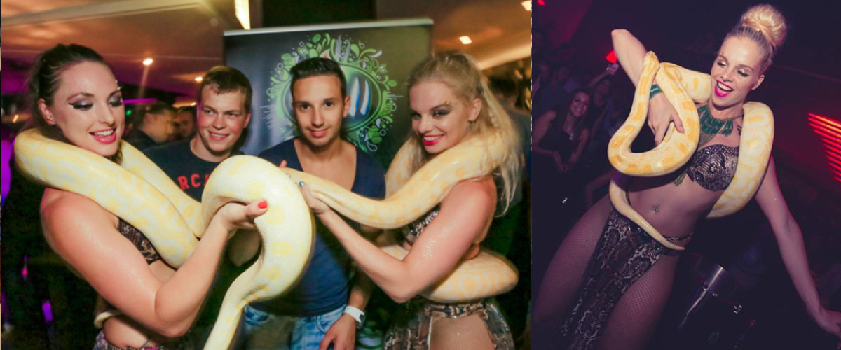 Slangenshow voor een Club